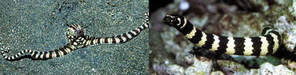 มารู้จักเจ้าหมึกมหัศจรรย์ แปลงร่างเป็นสารพัดสัตว์ได้ในพริบตาเดียว