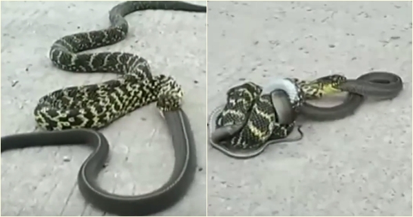 งูกินกัน