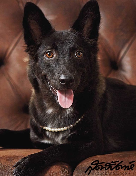 ณเดชน์ คูกิมิยะ