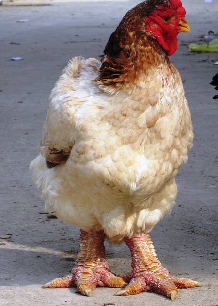 ไก่พันธุ์ประหลาด ขาใหญ่เบ้อเริ่ม