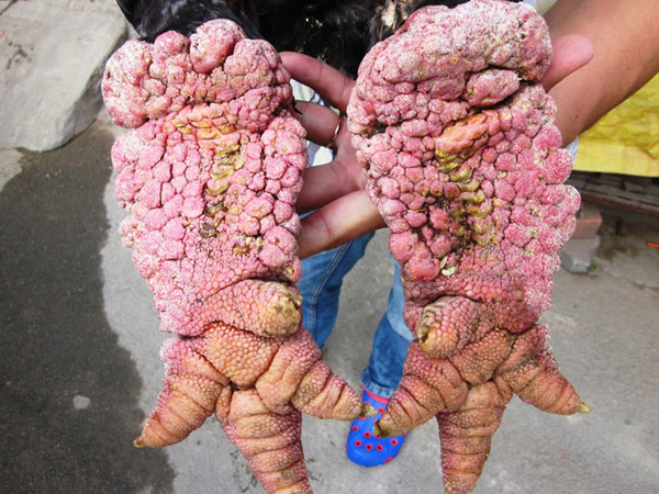 ไก่พันธุ์ประหลาด ขาใหญ่เบ้อเริ่ม