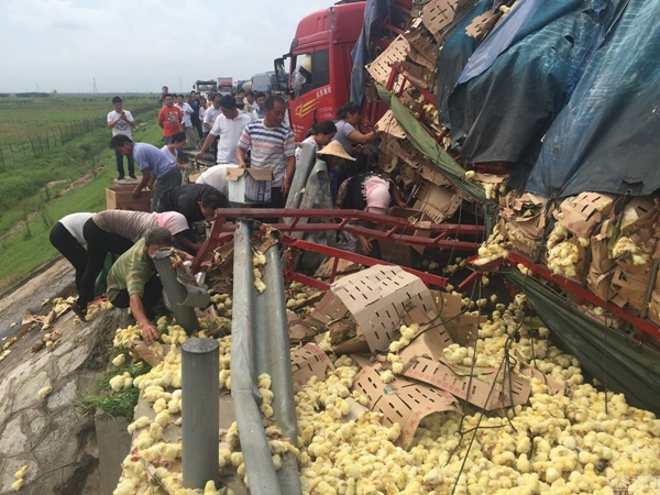 ลูกเจี๊ยบ