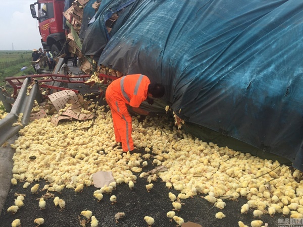 ลูกเจี๊ยบ