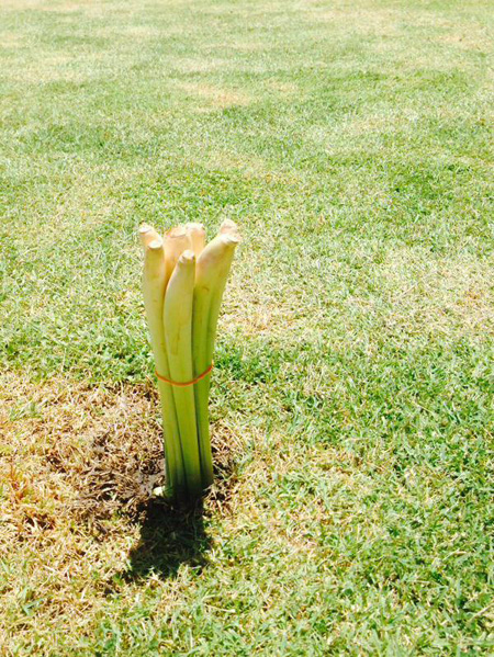 แฟนคลับเกาหลีปักตะไคร้ หยุดฝนหน้าคอนเสิร์ต EXO