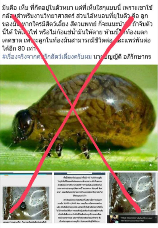 อ.เจษฎา ไขปริศนาภาพเห็บมีหนอนเต็มท้อง ที่แท้คือตัว