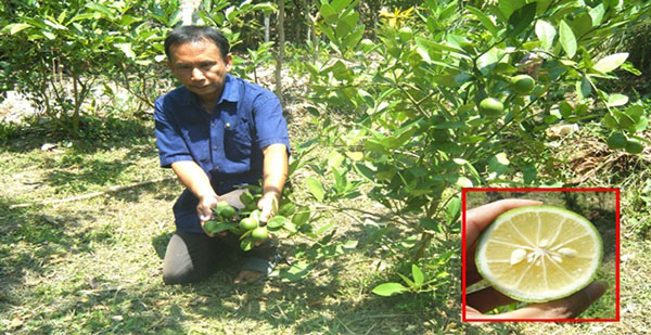 พบมะนาวพันธุ์ใหม่ กินได้ทั้งเปลือก-รสชาติหวานมัน