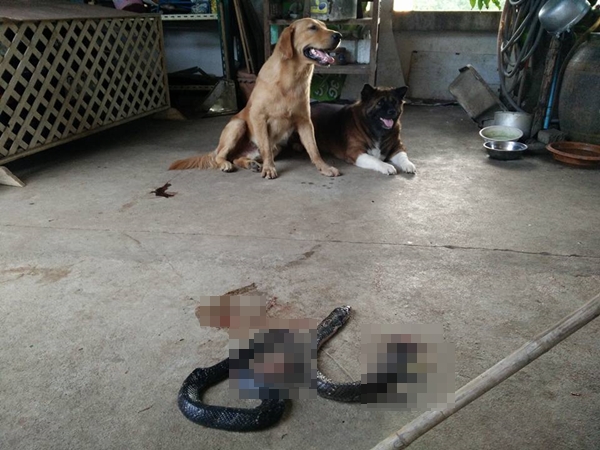 สุนัขกัดงูเห่า