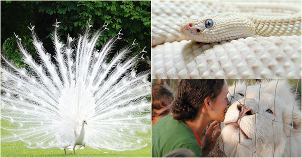 สัตว์เผือก