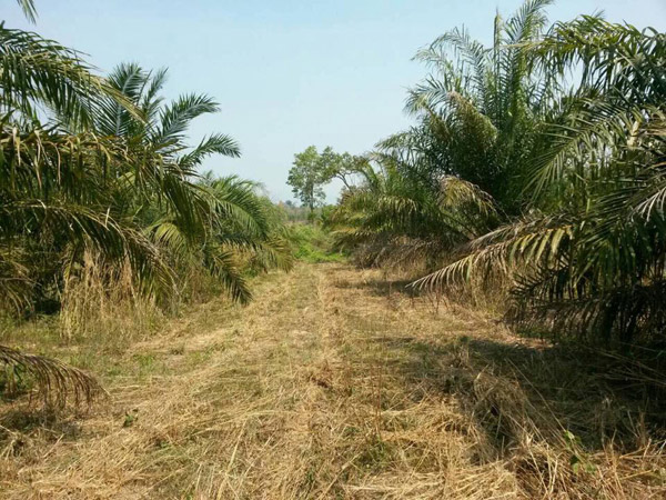 บุกยึดสวนปาล์มรุกป่าสงวน พบเป็นที่ของคนตระกูลวิชัยดิษฐ์