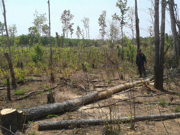 บุกยึดสวนปาล์มรุกป่าสงวน พบเป็นที่ของคนตระกูลวิชัยดิษฐ์