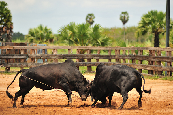 รองผู้กำกับโรงพักดังภาคใต้เปิดศึก สั่งล้มงานชนวัวที่ผู้กำกับเป็นคนจัด