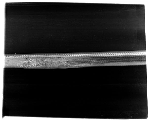 ภาพน่าทึ่ง ติดตามการย่อยของงูหลามหลังเขมือบจระเข้ หายวาบใน 7 วัน