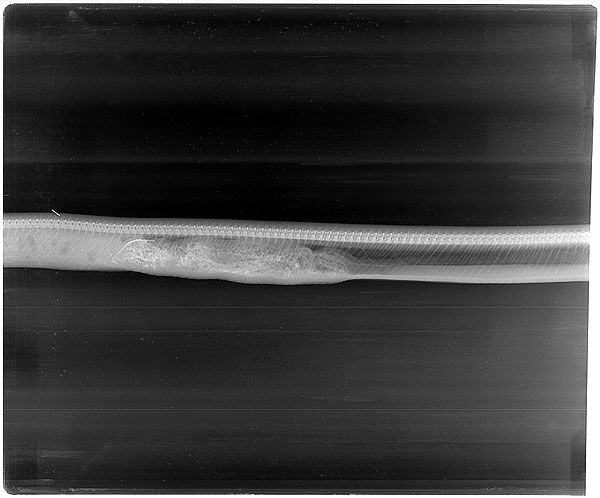 ภาพน่าทึ่ง ติดตามการย่อยของงูหลามหลังเขมือบจระเข้ หายวาบใน 7 วัน