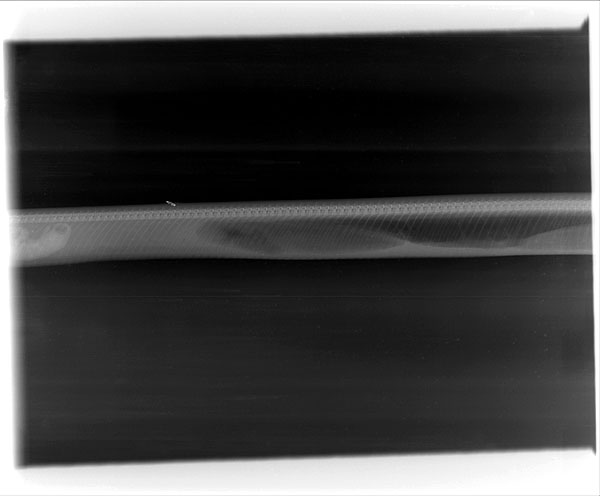 ภาพน่าทึ่ง ติดตามการย่อยของงูหลามหลังเขมือบจระเข้ หายวาบใน 7 วัน