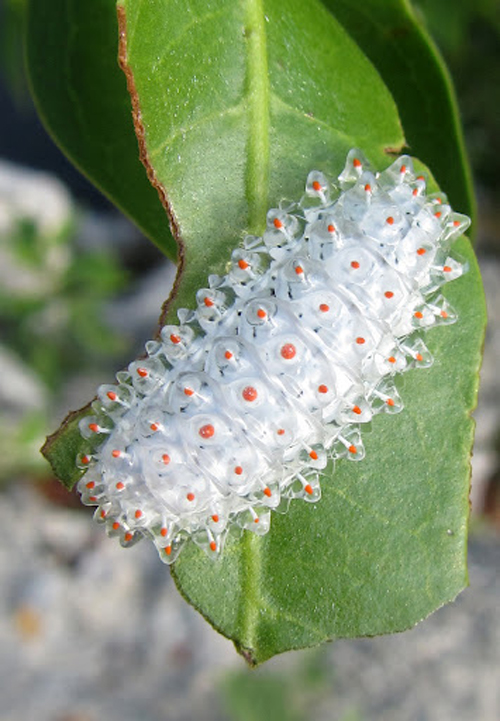 หนอนเพชร