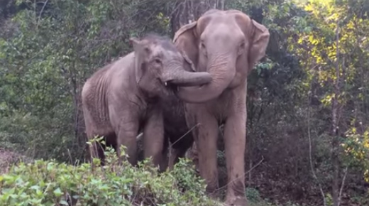 อบอุ่นจัง ชมความผูกพันของช้างแม่ลูก ติดหนึบสุด ๆ หลังพรากกัน 3 ปี