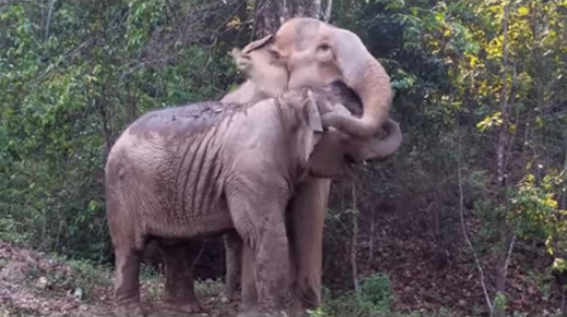อบอุ่นจัง ชมความผูกพันของช้างแม่ลูก ติดหนึบสุด ๆ หลังพรากกัน 3 ปี