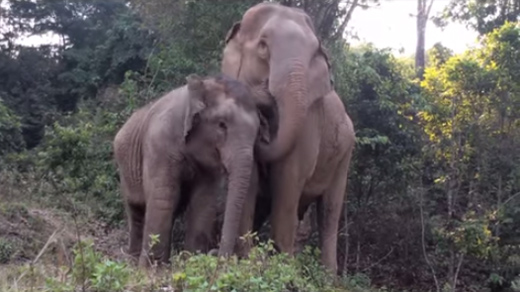 อบอุ่นจัง ชมความผูกพันของช้างแม่ลูก ติดหนึบสุด ๆ หลังพรากกัน 3 ปี