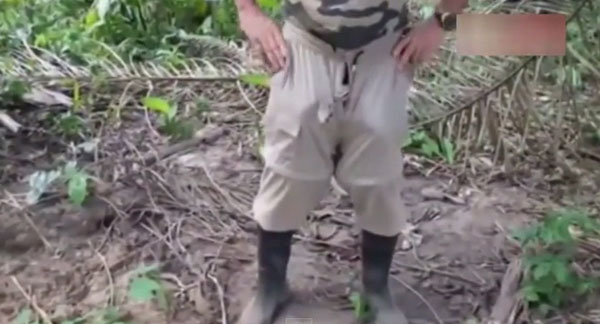 งูเห่าโผล่จากเป้า