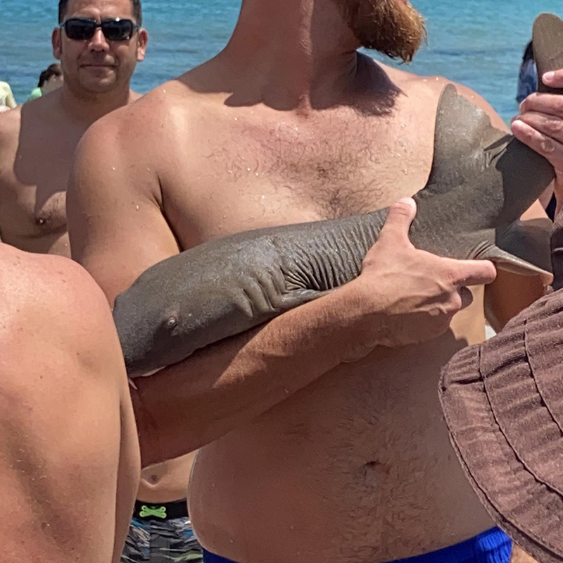 ภาพข่าว ฉลามน้อย