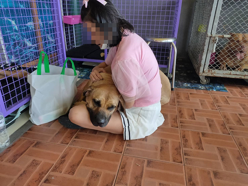 พิตบูล 6 ตัว