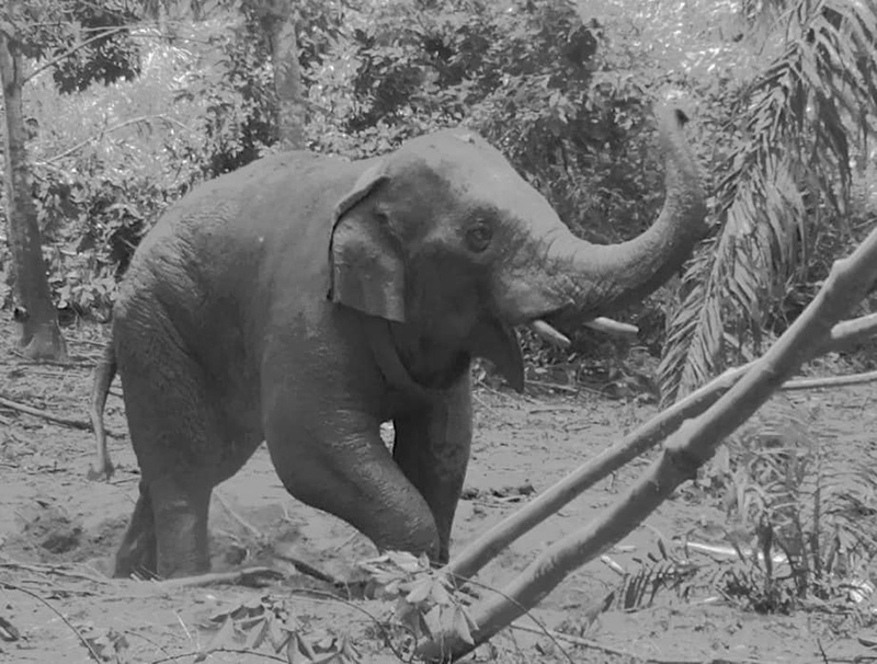 เจ้างาสั้น