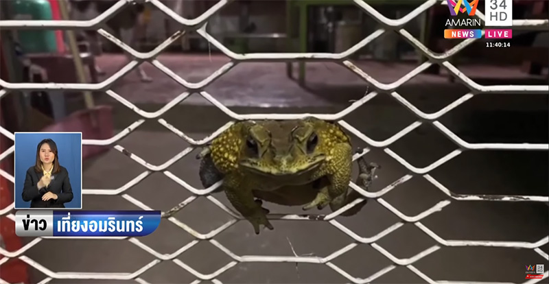 คางคกหนีงู