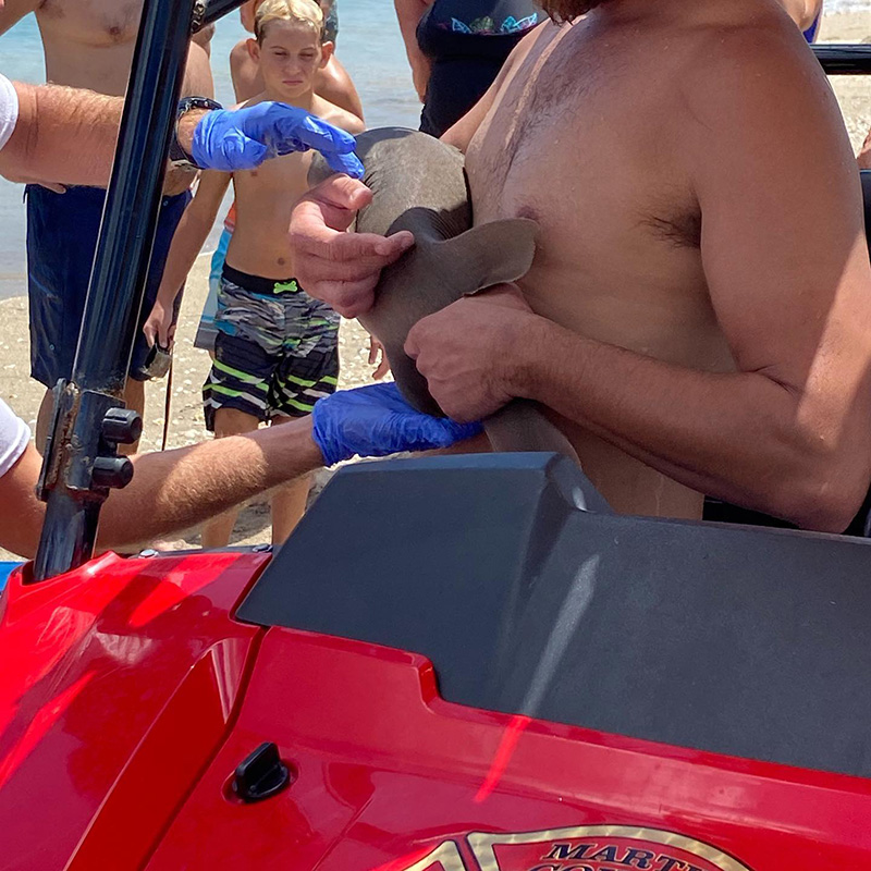 ภาพข่าว ฉลามน้อย