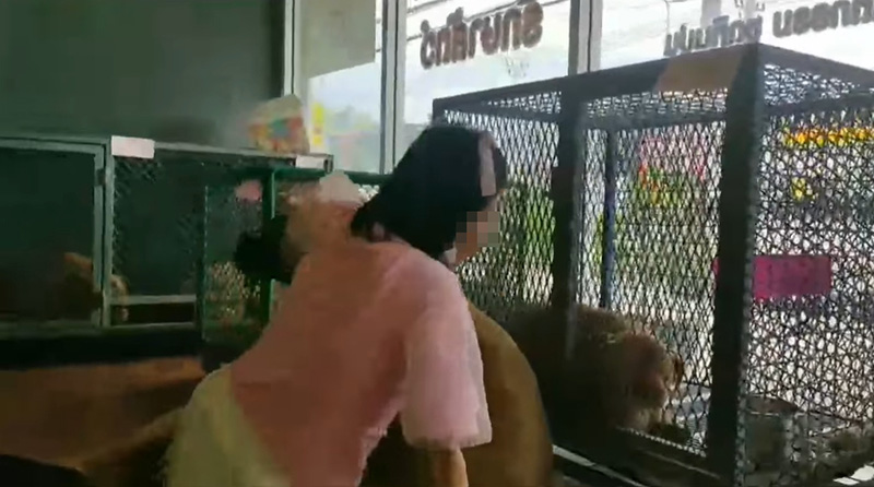 พิตบูล 6 ตัว