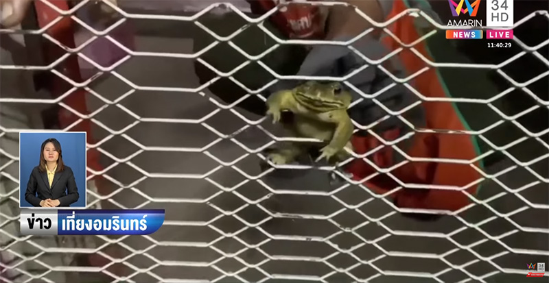 คางคกหนีงู