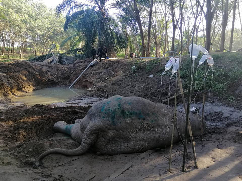 เจ้างาสั้น