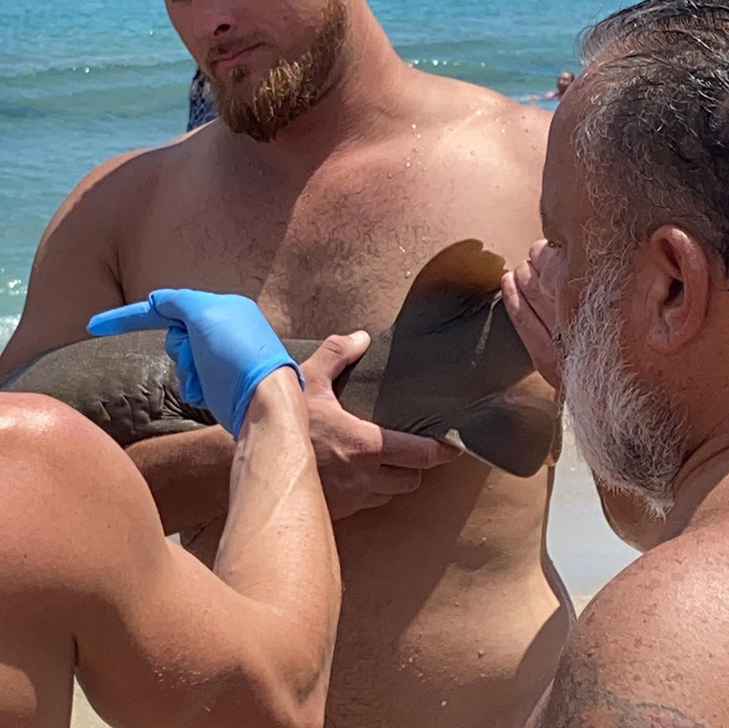 ภาพข่าว ฉลามน้อย