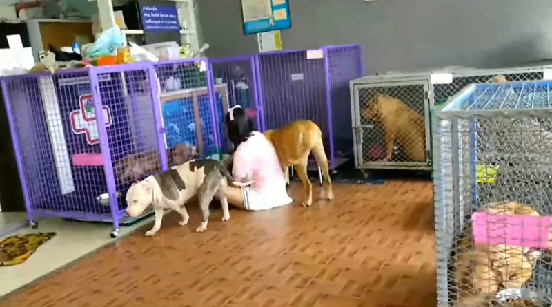 พิตบูล 6 ตัว