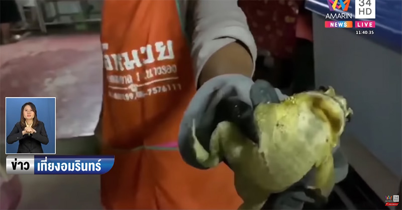 คางคกหนีงู