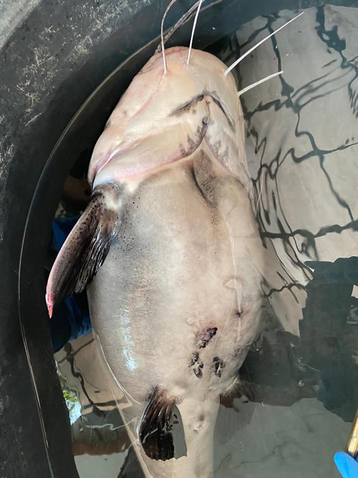 ช่วยชีวิตปลา