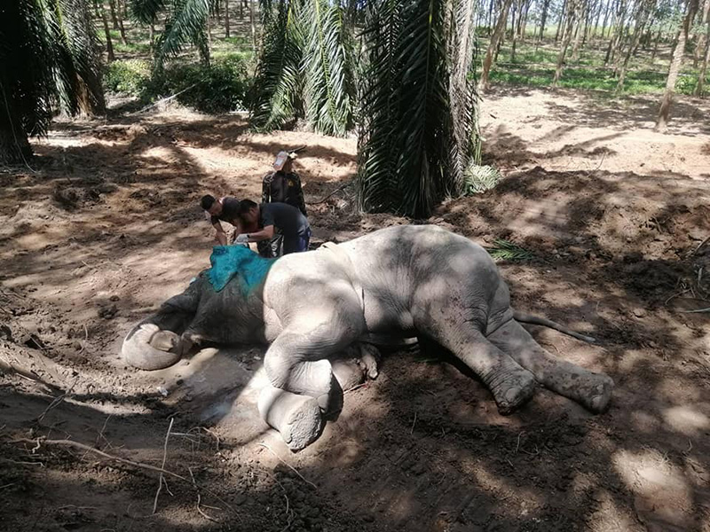 เจ้างาสั้น