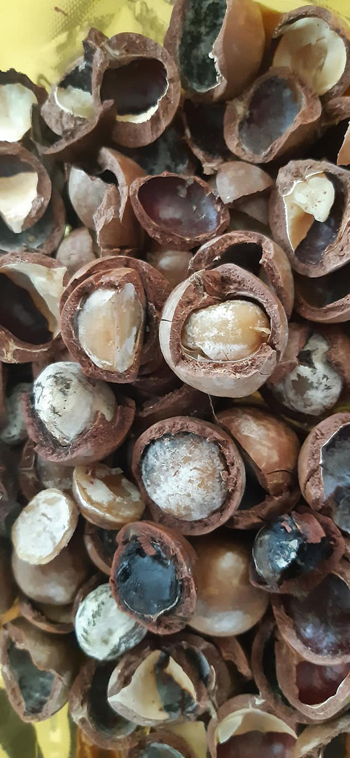 ถั่วแมคคาเดเมีย