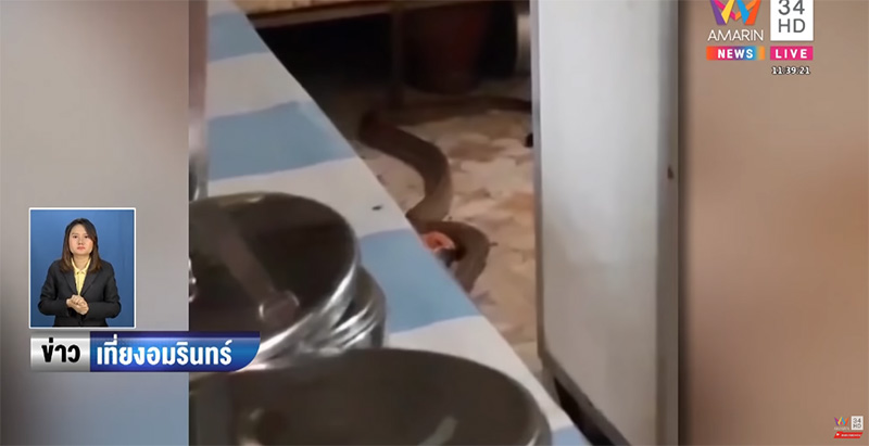 คางคกหนีงู