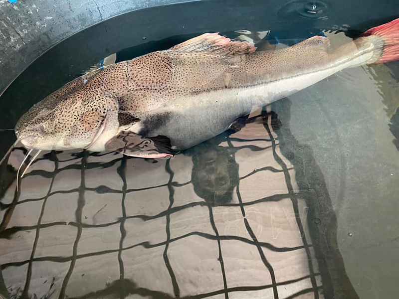 ช่วยชีวิตปลา