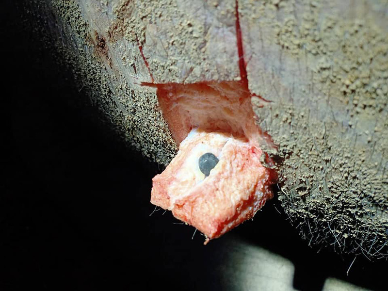 เจ้างาสั้น