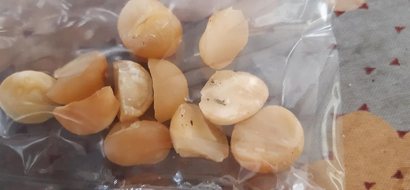 ถั่วแมคคาเดเมีย