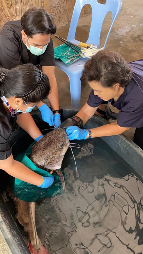 ช่วยชีวิตปลา