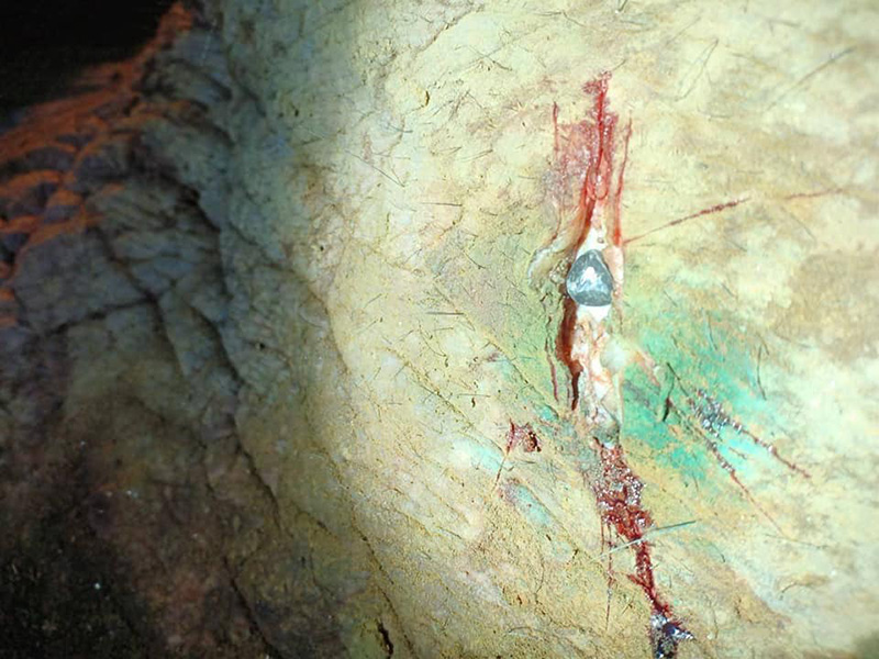 เจ้างาสั้น