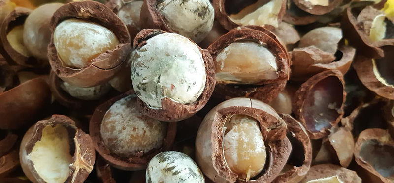 ถั่วแมคคาเดเมีย