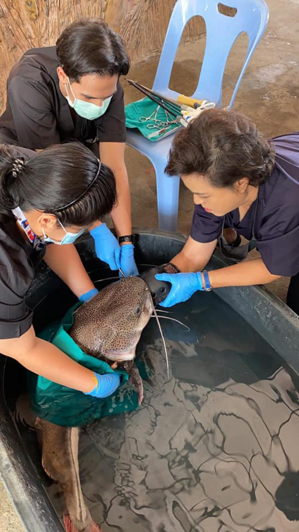 ช่วยชีวิตปลา