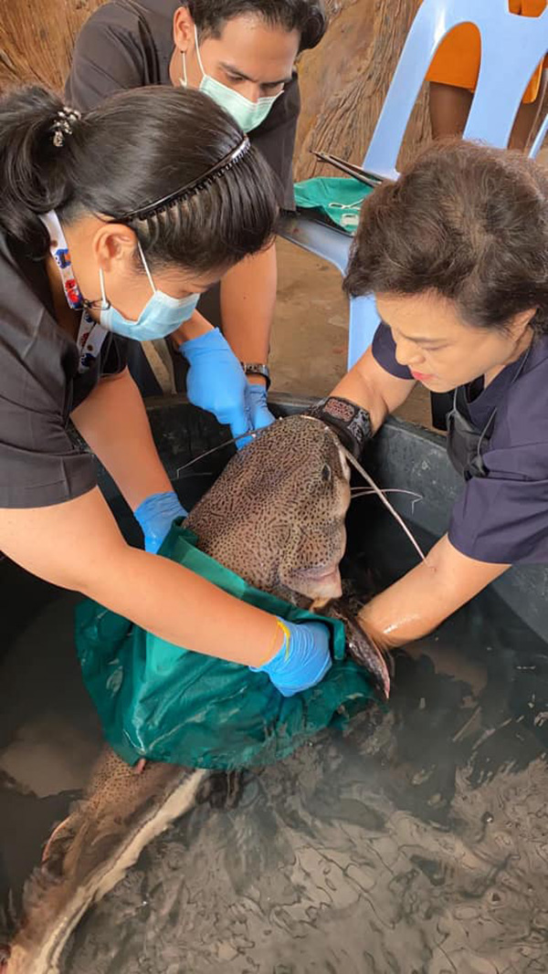 ช่วยชีวิตปลา