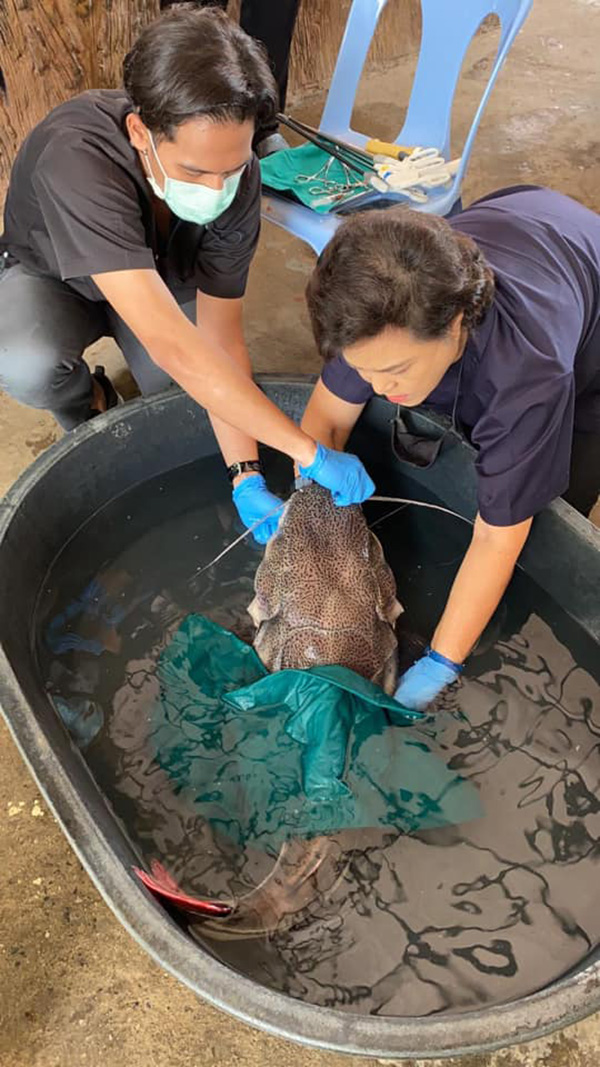 ช่วยชีวิตปลา