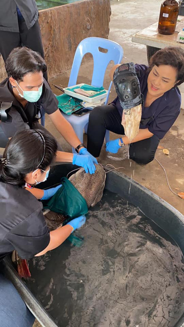 ช่วยชีวิตปลา