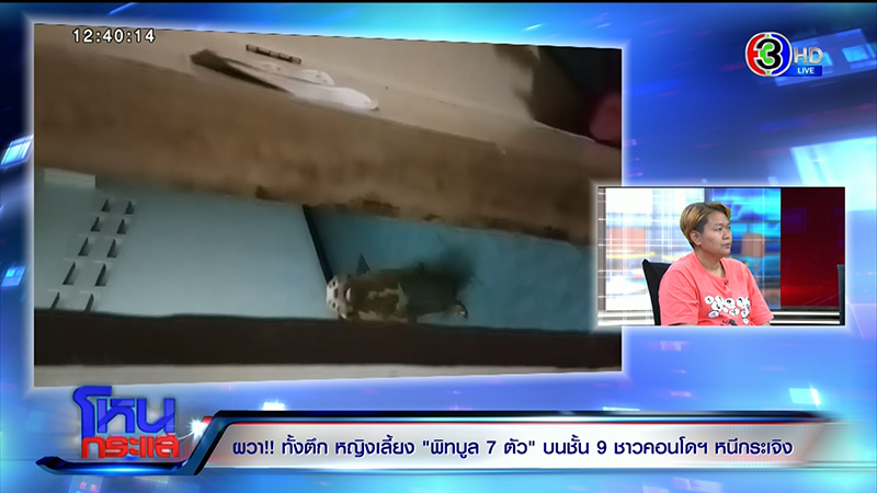 ภาพข่าว เจ้าของหมาพิทบูล 7 ตัว