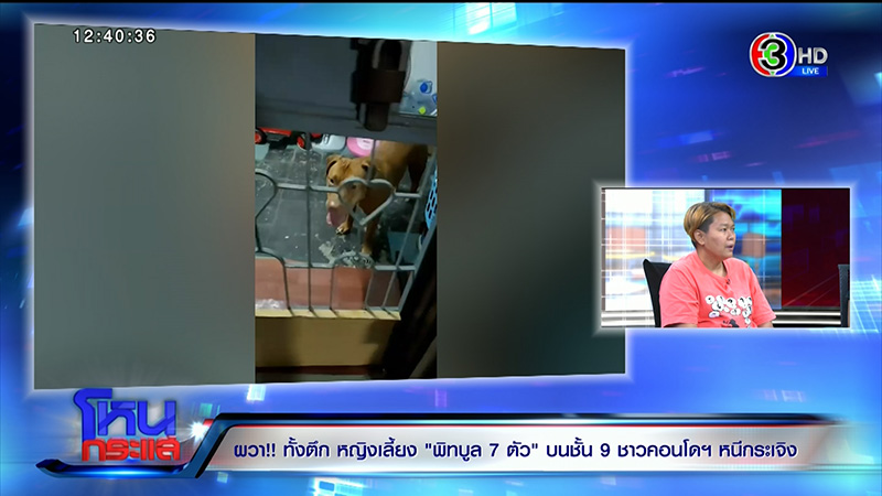 ภาพข่าว เจ้าของหมาพิทบูล 7 ตัว